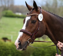 Tota Comfort Trens hoofdstellen 