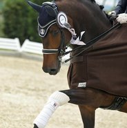 Tota Comfort Stang & Trens hoofdstellen 