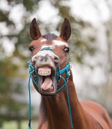 Equimero bitloos hoofdstellen