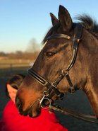 Quantum Trenshoofdstel