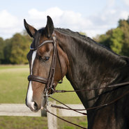 Utzon s&t hoofdstellen
