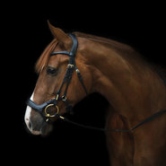 Lage neusriem hoofdstel