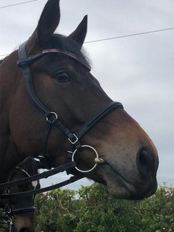 Quantum Snaffle Black 