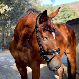 Macho Black Snaffle Black leather/Mocca padding