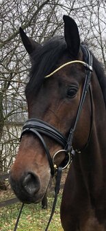STOCK SALE Finesse Cassidy Snaffle Black/Gold COB