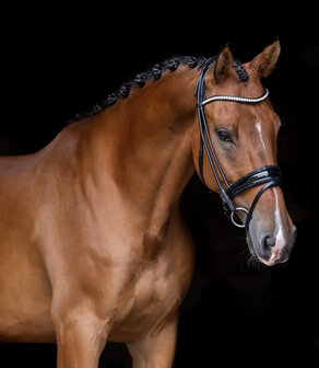 Olympic bridle - Uniq Bridle