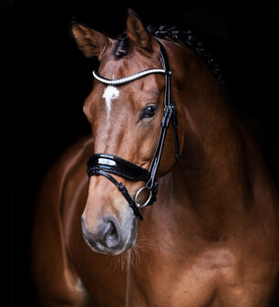 Winner bridle - Uniq Bridle