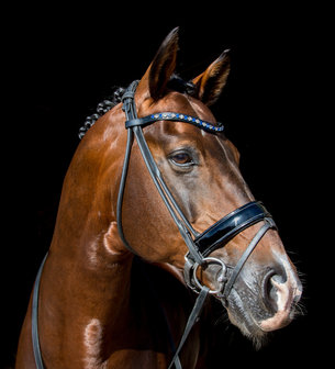 Wide Browband Star Blue &amp; AB White 