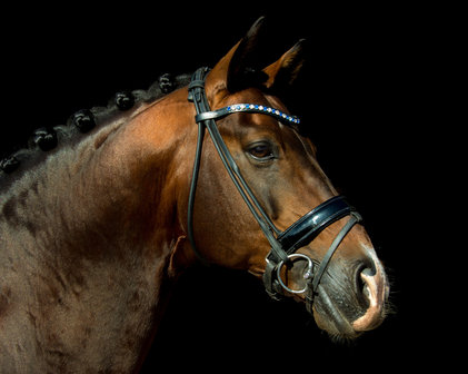 Wide Browband Star Blue &amp; AB White 