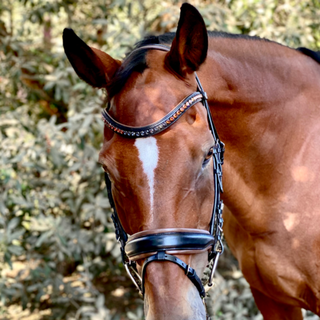 Macho Black Snaffle Black leather/Mocca padding