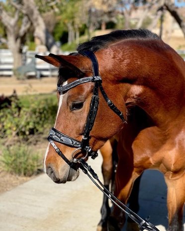 Medusa snaffle LIMITED EDITION 