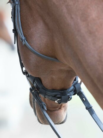 ProGel Noseband or Pol pad Le Mieux