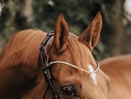 Finesse Silver Metal browband