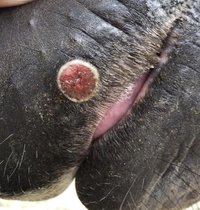 Summer Sores - Strange round marking on horse lips - What are they?