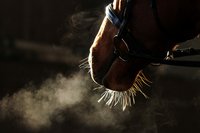 Ever thought about the horses Breathing?