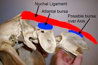 Halsters & Hoofdstellen met dubbele kopdelen