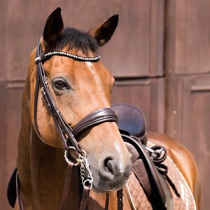 Overleven vrouw Ordelijk Switch Magic Tack Stubben - Bridle & Ride